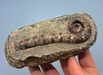 Gefossiliseerde schelp - Trilacinoceras hunanense