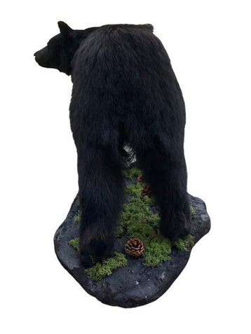 Ours noir Support de corps entier pour taxidermie - Ursus, Collections, Collections Animaux