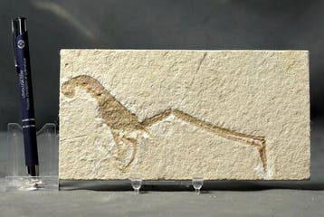 Extra groot - Mooie fossiele krabachtige - - Gefossiliseerd