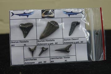 dents de requin fossiles - Dent fossile - Otodus Sokolovi -, Collections