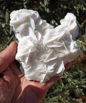 Witte calciet in bloembladvorm, fluorescerende zalmroze -