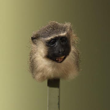 Vervet Aap Taxidermie Opgezette Dieren By Max, Ophalen of Verzenden, Nieuw, Wild dier, Opgezet dier