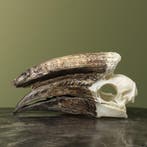 Trompetneushoornvogel M Schedel, Verzamelen, Ophalen of Verzenden, Nieuw, Vogel, Opgezet dier
