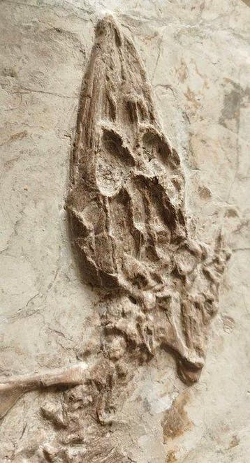 Niveau van de museumcollectie - Gefossiliseerd dier -