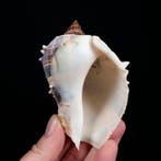 Caribische kroonschelp Zeeschelp - Melongena melongena