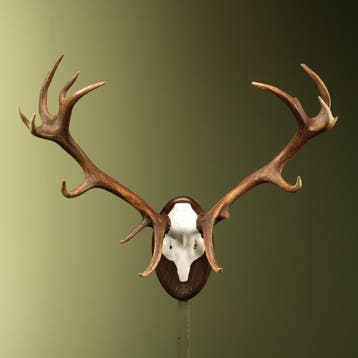Edelhert Gewei Taxidermie Opgezette Dieren By Max, Ophalen of Verzenden, Opgezet dier