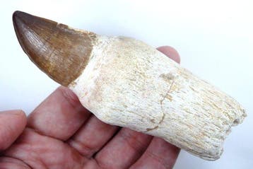 Mosasaure - Dent fossile - Leiodon anceps - Fossil tooth -, Collections, Minéraux & Fossiles