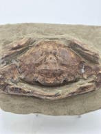 GROTE krabben - Gefossiliseerd dier - 14.5 cm