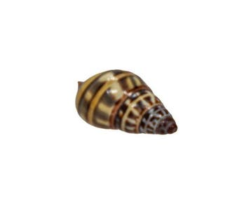 Zeldzame landslak: Amphidromus wetaranus rollei – 30 mm –, Collections
