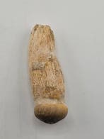 Dent fossile - Globidens - 7 cm (Sans prix de réserve)