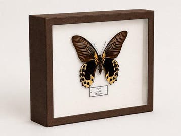 Papillon Support mural pour taxidermie - Papilio rumanzovia
