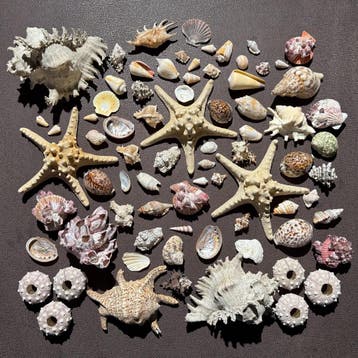Schelpen Collectie Taxidermie Opgezette Dieren By Max, Ophalen of Verzenden, Nieuw, Wild dier, Opgezet dier
