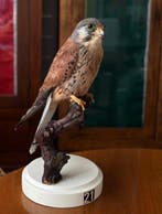 Gheppio Taxidermie volledige montage - Falco tinnunculus -, Verzamelen, Nieuw