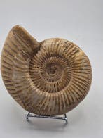 Ammoniet - Gefossiliseerd dier - Ammonite Fossil –