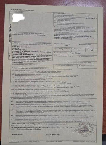 China, Qing-dynastie Ivoor (CITES-gecertificeerd) Gesneden