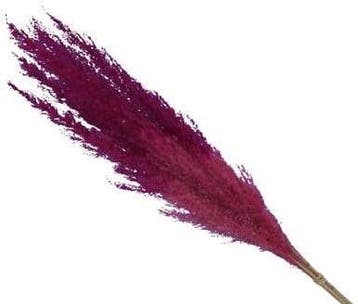 Pampasgras Two Tone Pink 75 cm 5 stuks, Nieuw