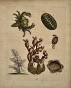 George Edwards (XVIII) - A Natural History of Uncommon Birds