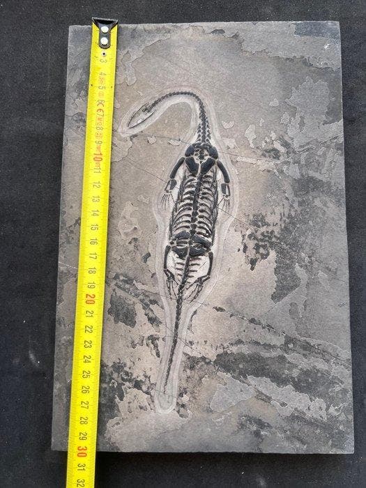 Zeereptiel - Gefossiliseerd dier - Fossile de Keichousaurus, Verzamelen, Mineralen en Fossielen