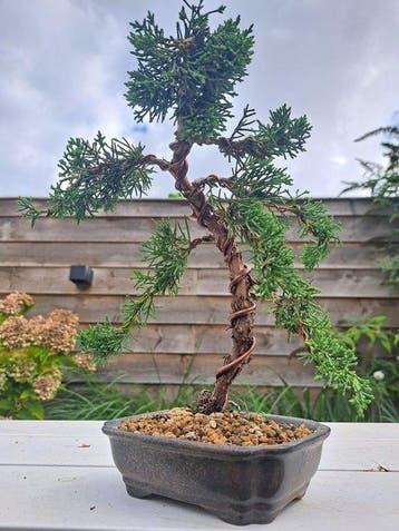 Juniperus chinensis kishu bonsai - Hoogte (boom): 26 cm -