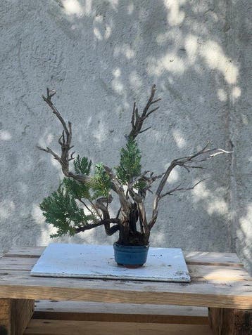 Jeneverbes bonsai (Juniperus) - Hoogte (boom): 21 cm -