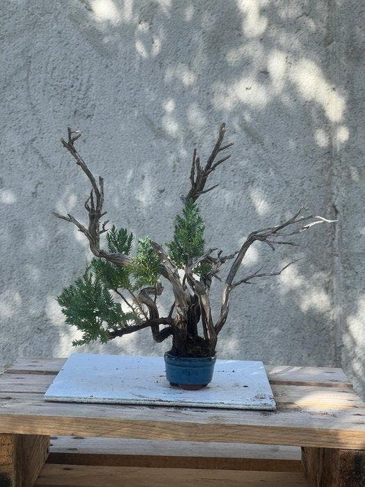 Jeneverbes bonsai (Juniperus) - Hoogte (boom): 21 cm -, Antiquités & Art, Curiosités & Brocante