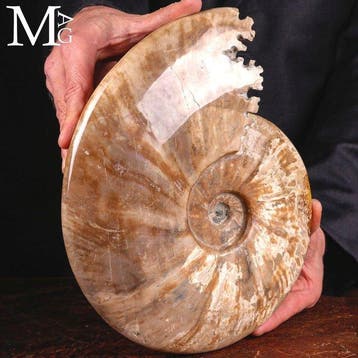 Grote Cleoniceras-ammoniet met iriserende parelmoer, Verzamelen