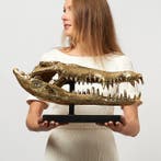 Sculpture, Saltwater Crocodile Skull 50cm - 24 cm - Bronze, Antiquités & Art