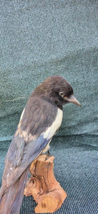 Ekster Taxidermie wandmontage - Pica pica - spécimen adulte, Verzamelen, Dierenverzamelingen