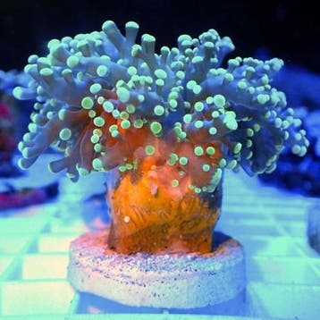 Euphyllia Divisa Ultra Green (3 koppen)
