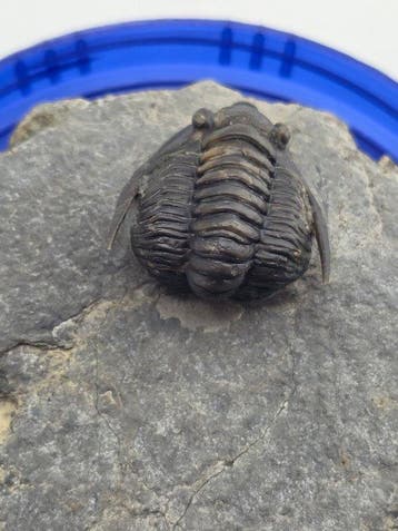 Trilobiet - Gefossiliseerd dier - Diademaproetus trilobite -
