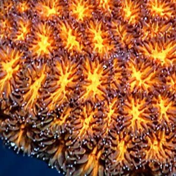 Leptastrea Oranje S (Ong. 3-4 cm), Dieren en Toebehoren