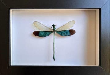 Libel Taxidermie volledige montage - Neurobasis chinensis