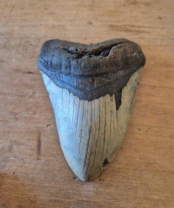 Large Megalodon tooth with stand! - Fossiele tand - Otodus