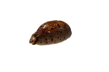 Lyncina (Cypraea) lynx - Lynx-schelp - Uitzonderlijk GEM