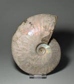 Ammoniet - Gefossiliseerde schelp - Aioloceras besairiei, Verzamelen