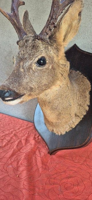 Reebok Taxidermie wandmontage - Capreolus capreolus - très, Nieuw