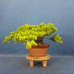 Jeneverbes bonsai (Juniperus) - Hoogte (boom): 13 cm -
