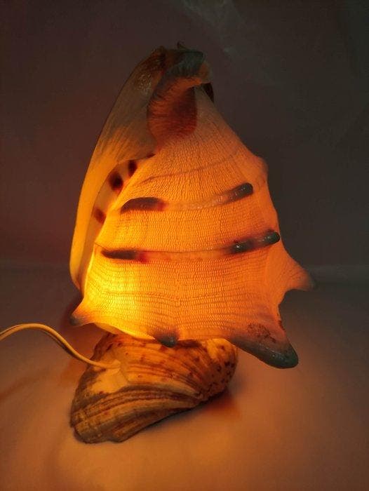 Tafellamp - Nautilus Pompilius - Cefalopode - Slak -, Antiquités & Art, Curiosités & Brocante