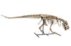 Dinosaurus - Fossiel skelet - REPLICA tarbosaurus battaar