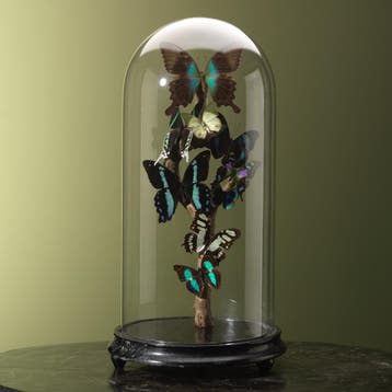 Vlinders in Antieke Stolp Taxidermie Opgezette Dieren By Max, Ophalen of Verzenden, Opgezet dier