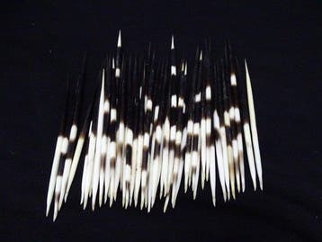 Cape Porcupine Quills - Taxidermie volledige montage -