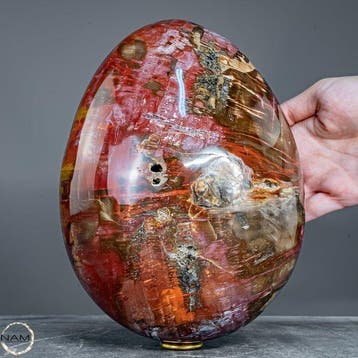 Ei van natuurlijk versteend hout – 6,5 kg fossiele