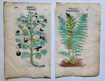 Leonhart Fuchs - Primi de stirpium historia commentariorum