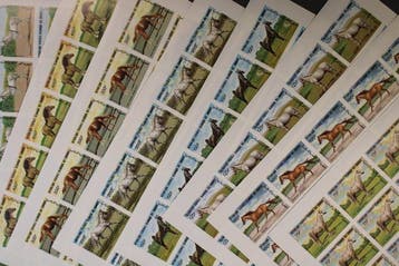 Afrika - Dieren 7 verschillende ongetemde in plaats van, Gestempeld