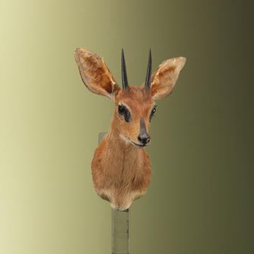 Steenbokantilope Taxidermie Opgezette Dieren By Max, Ophalen of Verzenden, Nieuw, Wild dier, Opgezet dier
