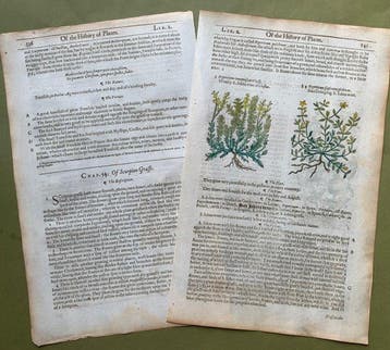 The Herball or generall Historie of Plantes [5 xilografie