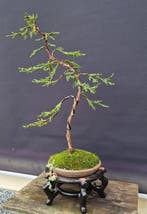 Bonsaï Cyprès du Japon (Chamaecyparis obtusa) - Hauteur, Antiquités & Art