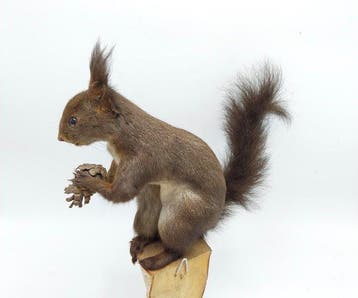 Red Squirrel - Taxidermie volledige montage - Sciurus