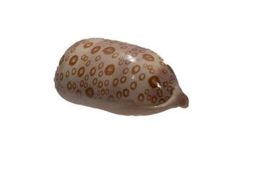 Lyncina argus ventricosa f. raioocellata - Ultra zeldzame
