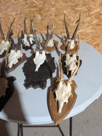 Chevreuil Support mural pour taxidermie - Capreolus, Antiek en Kunst